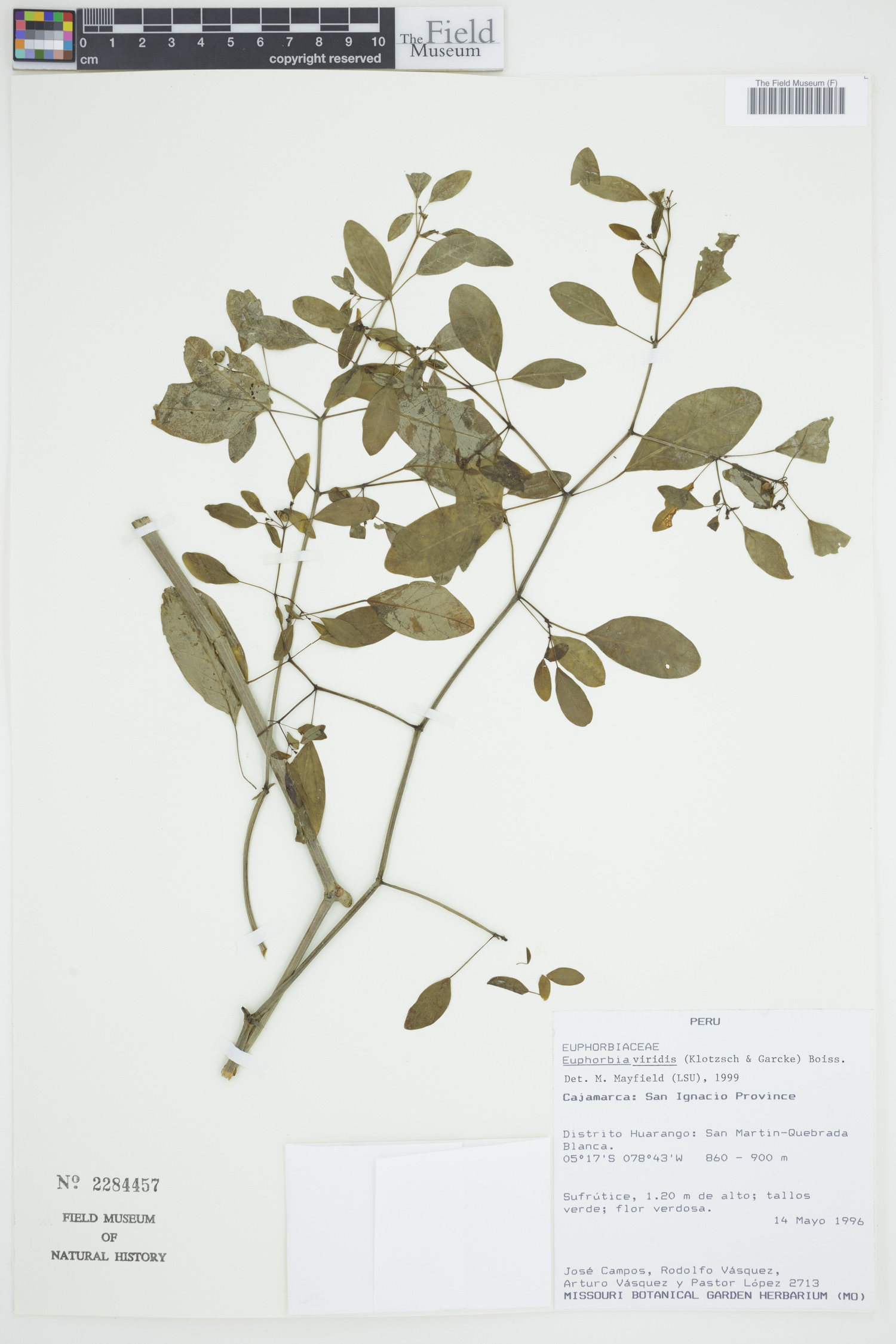 Euphorbia viridis image