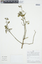 Euphorbia viridis image