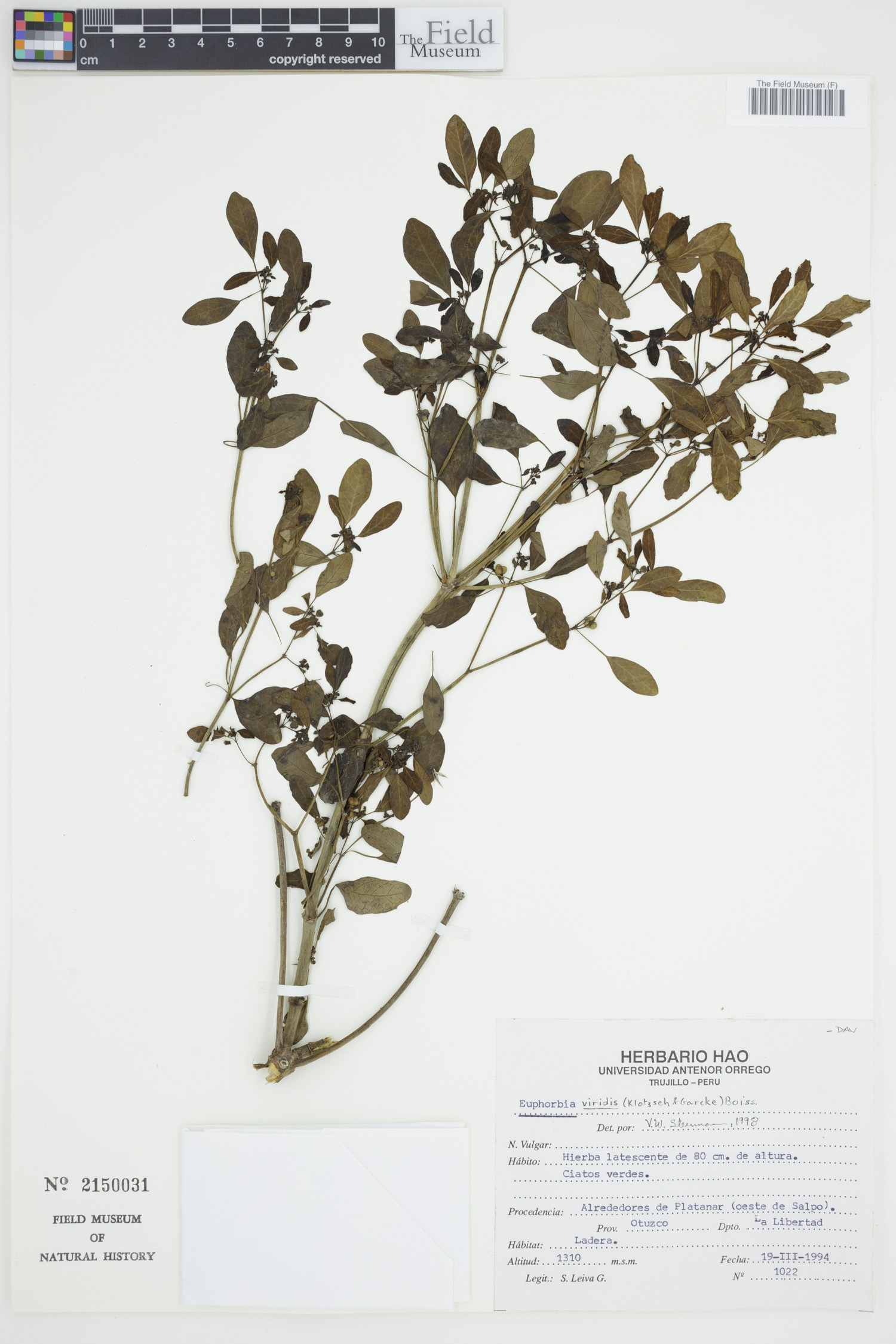 Euphorbia viridis image