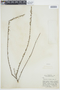 Euphorbia viminea image