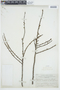 Euphorbia viminea image