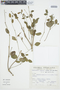 Euphorbia viridis image
