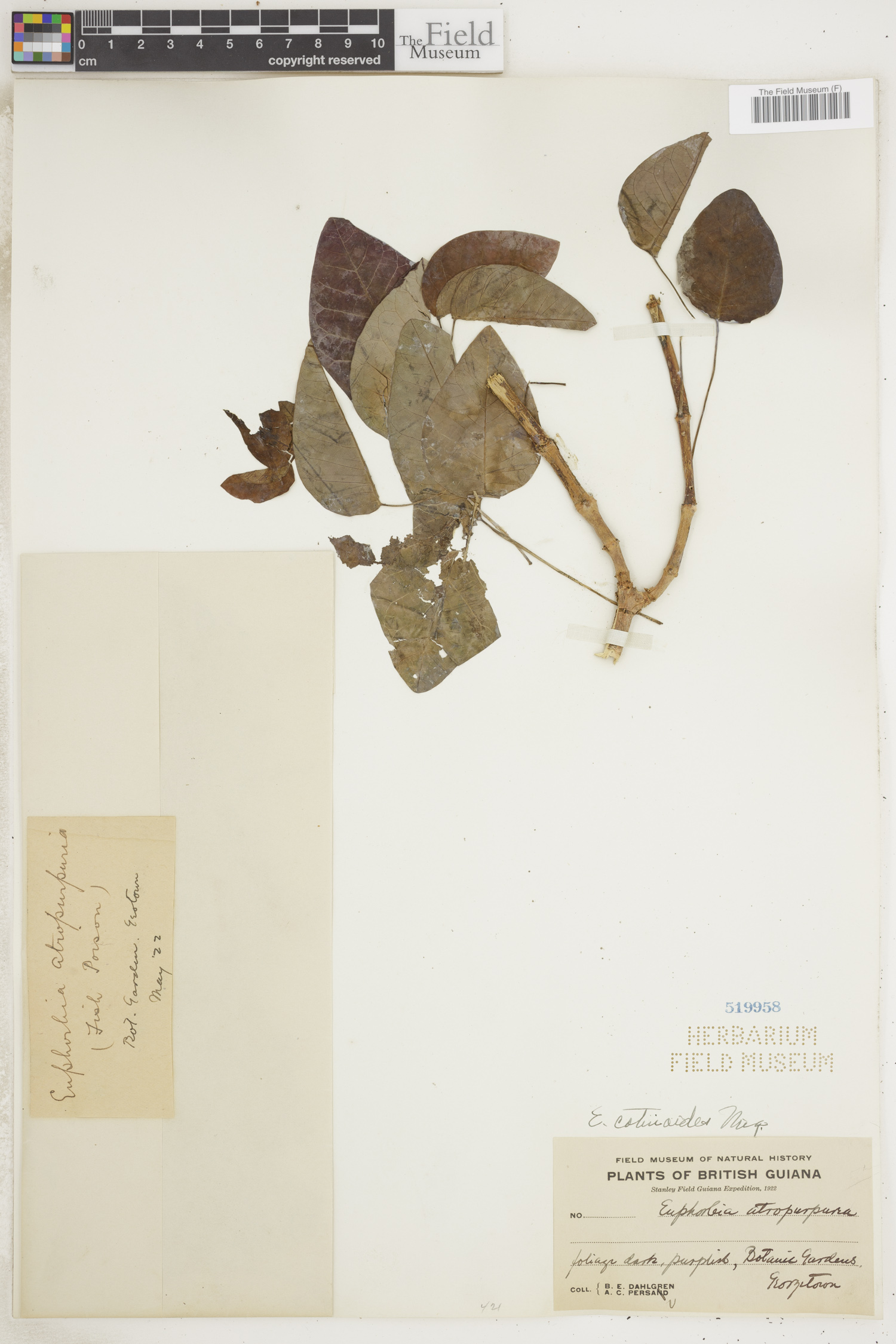 Euphorbia cotinifolia subsp. cotinoides image
