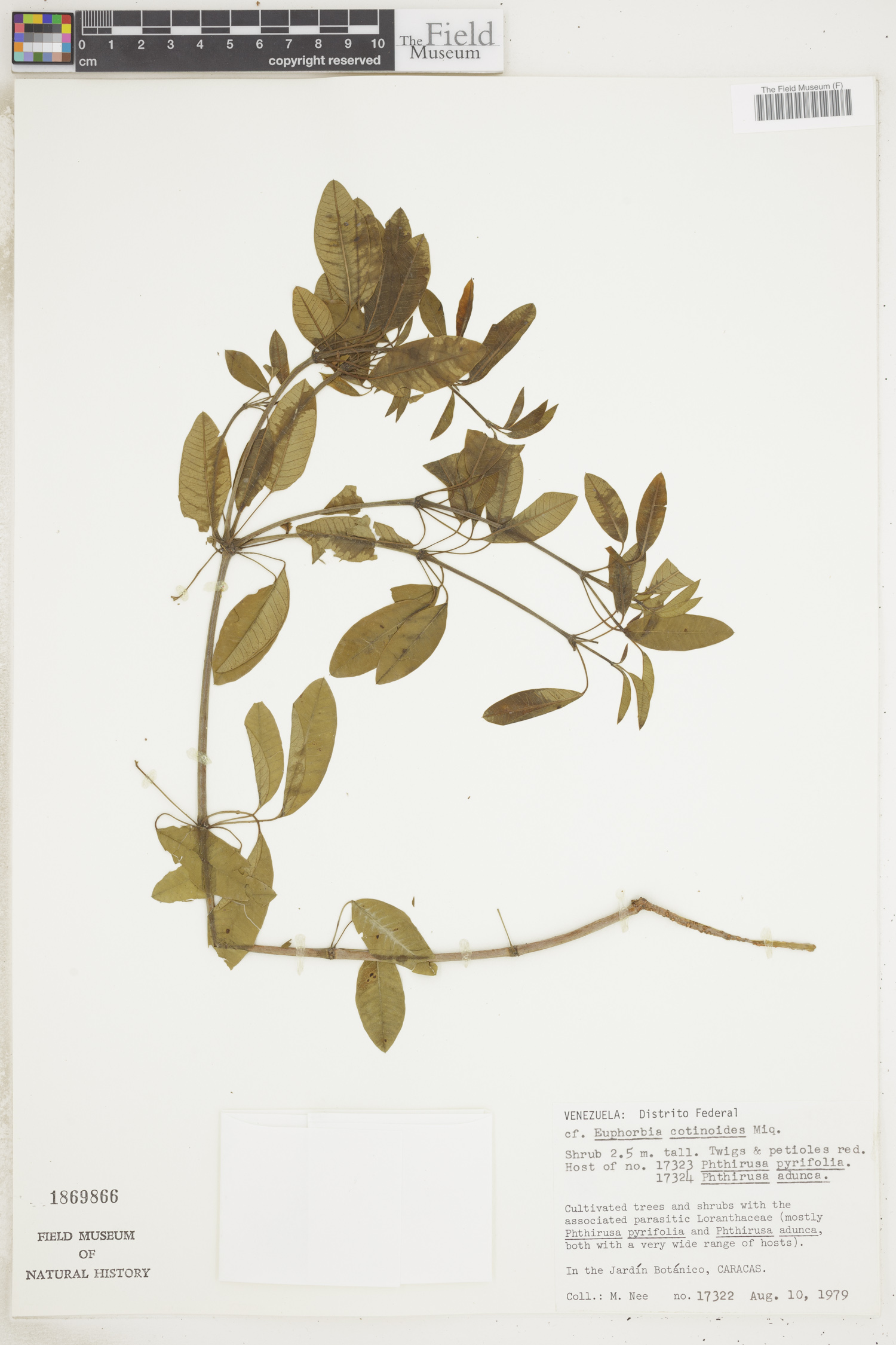 Euphorbia cotinifolia subsp. cotinoides image