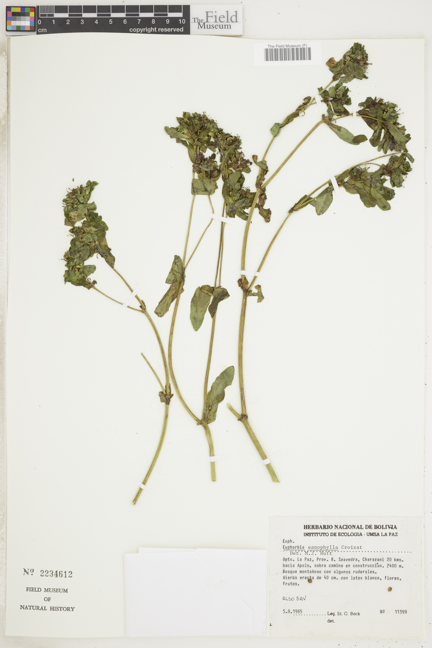 Euphorbia eanophylla image