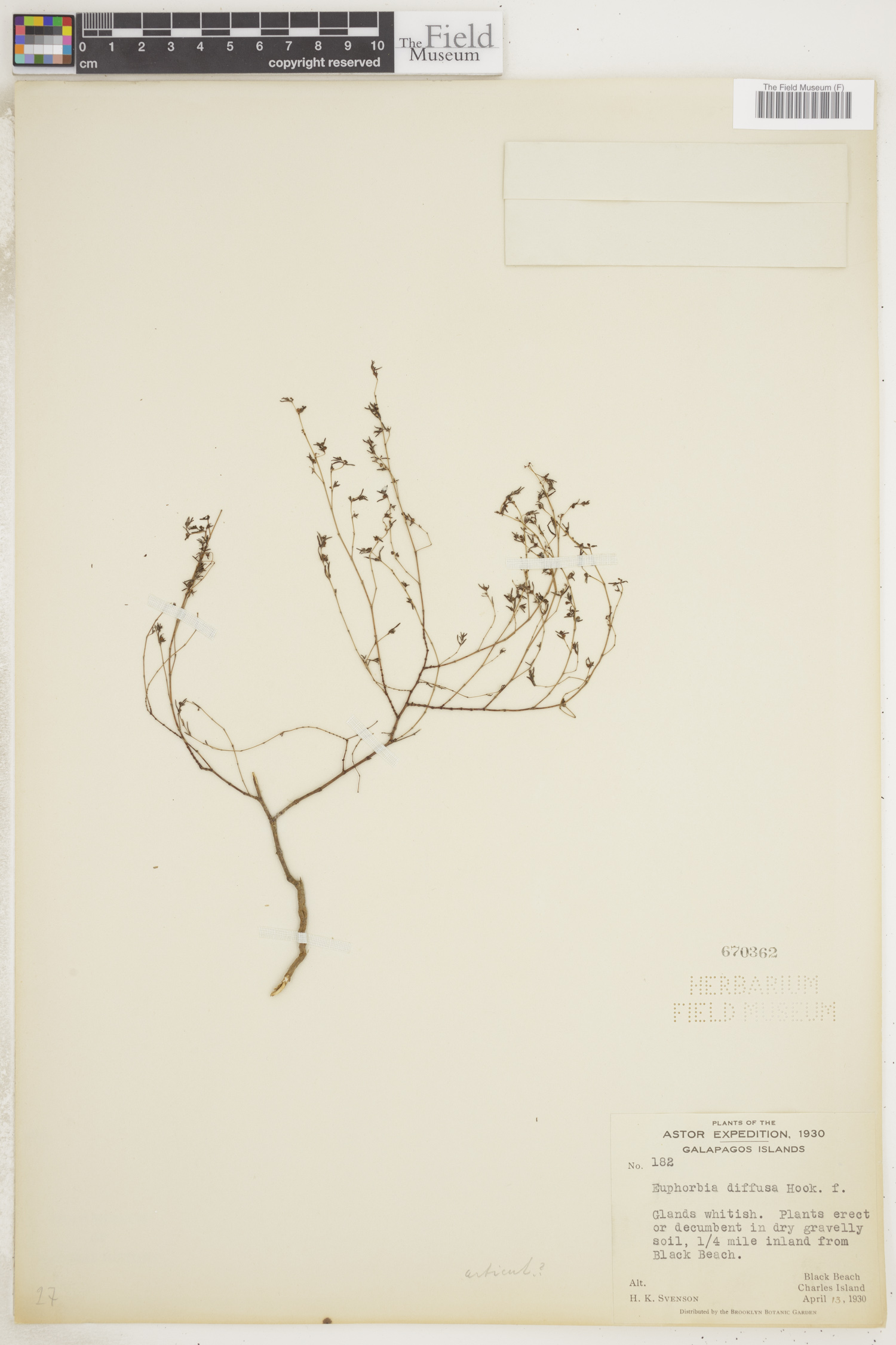 Euphorbia exigua subsp. exigua image