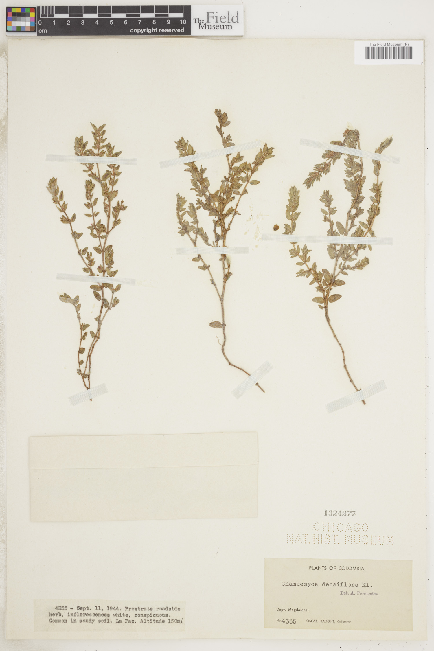 Chamaesyce densiflora image