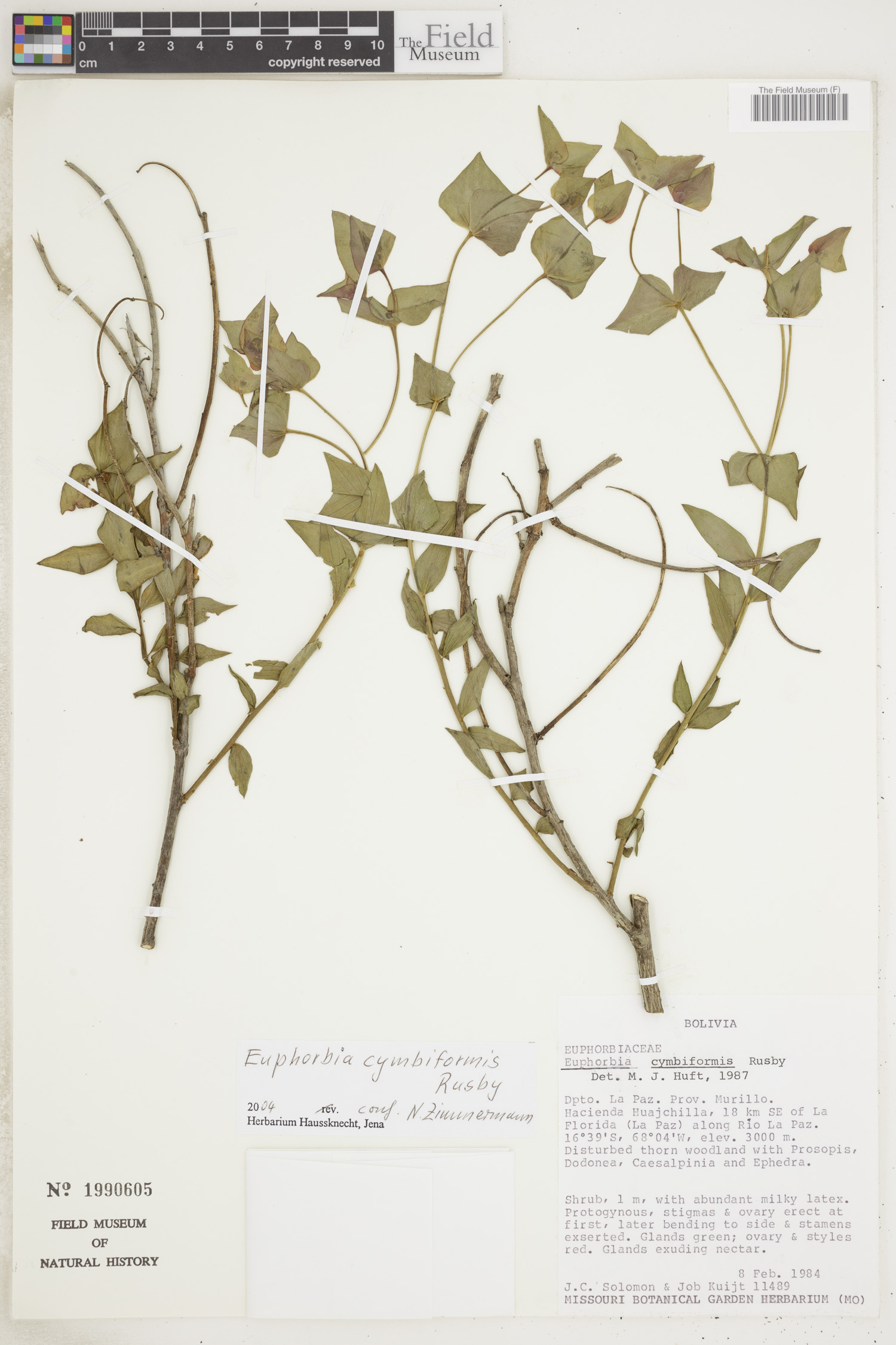 Euphorbia cymbiformis image