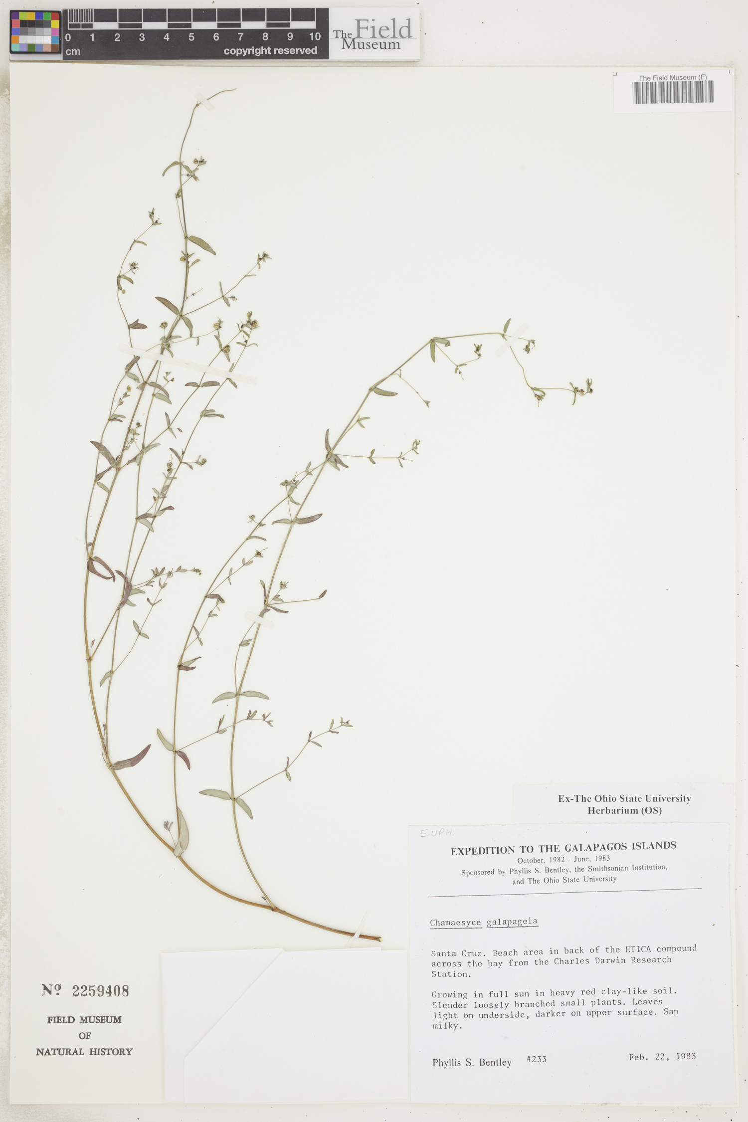Euphorbia galapageia image
