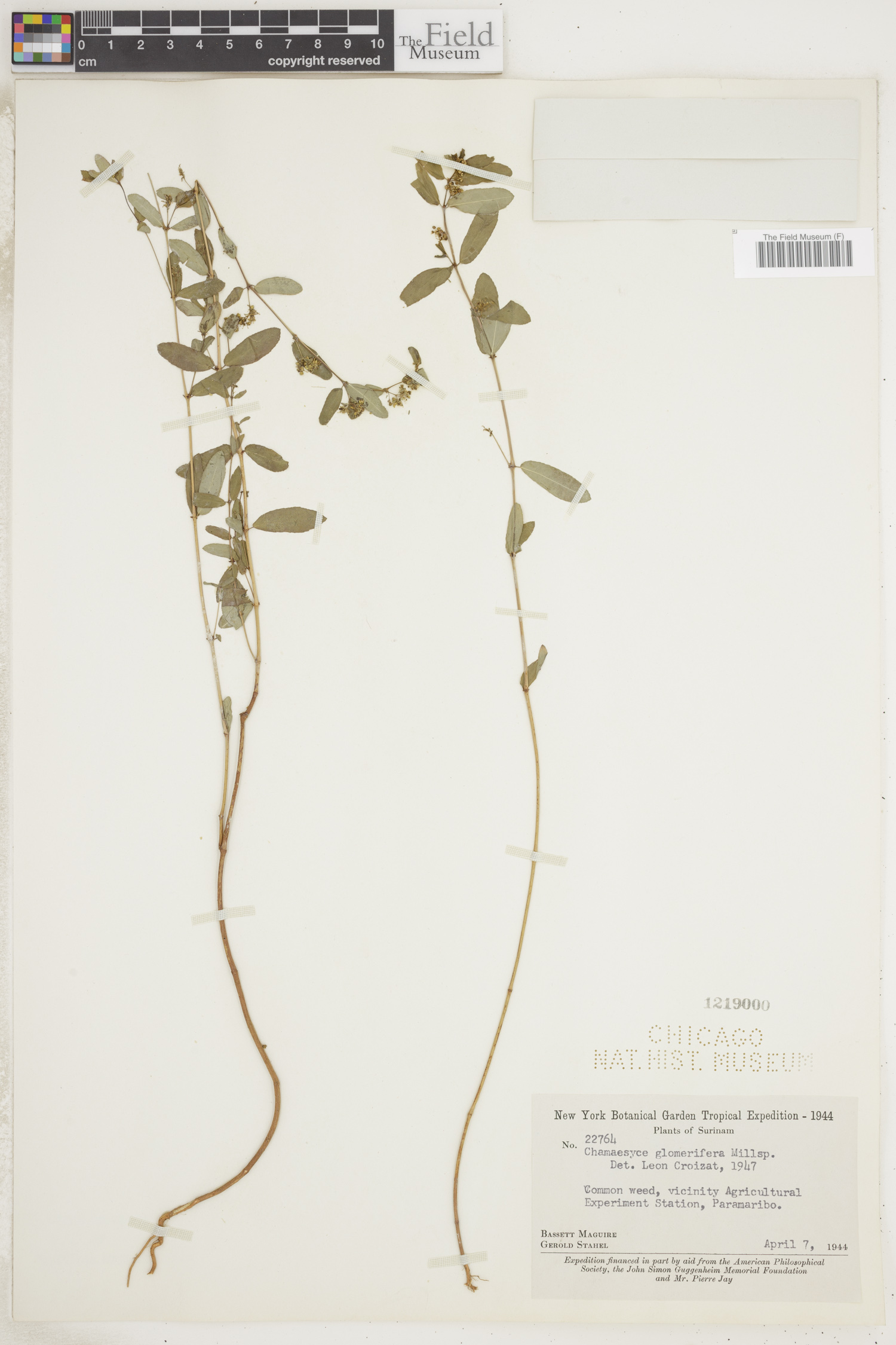 Chamaesyce hypericifolia image