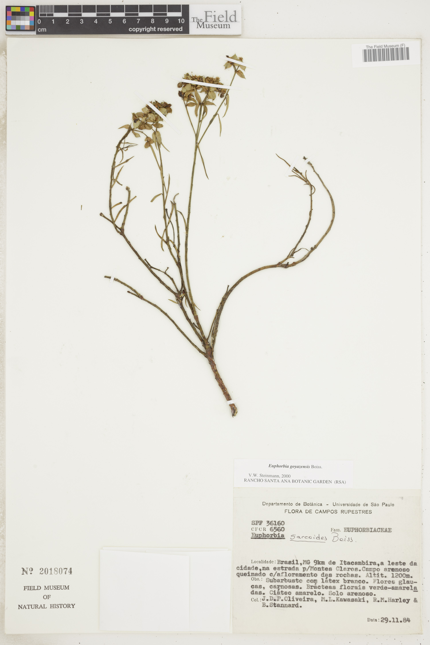Euphorbia goyazensis image