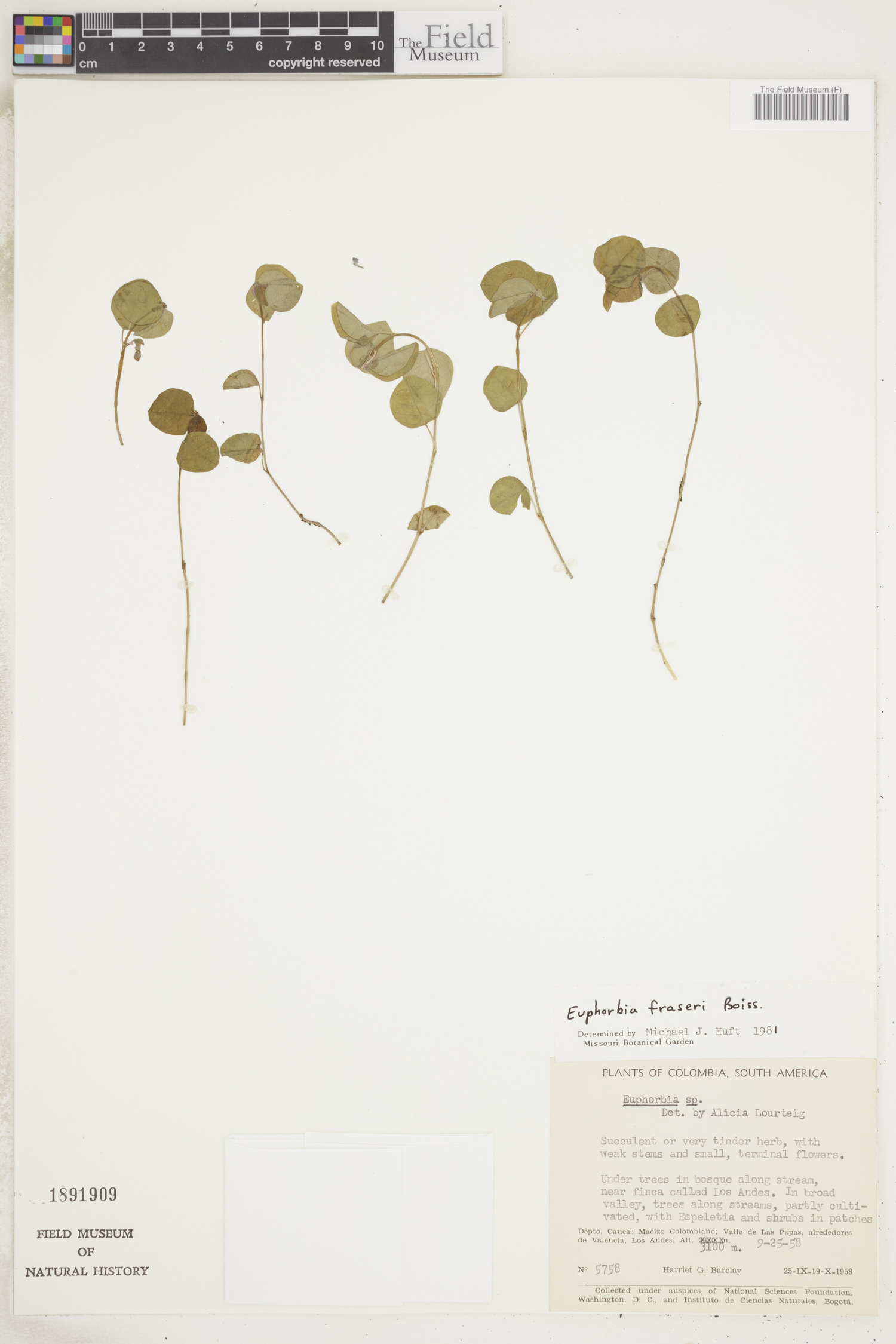 Euphorbia fraseri image