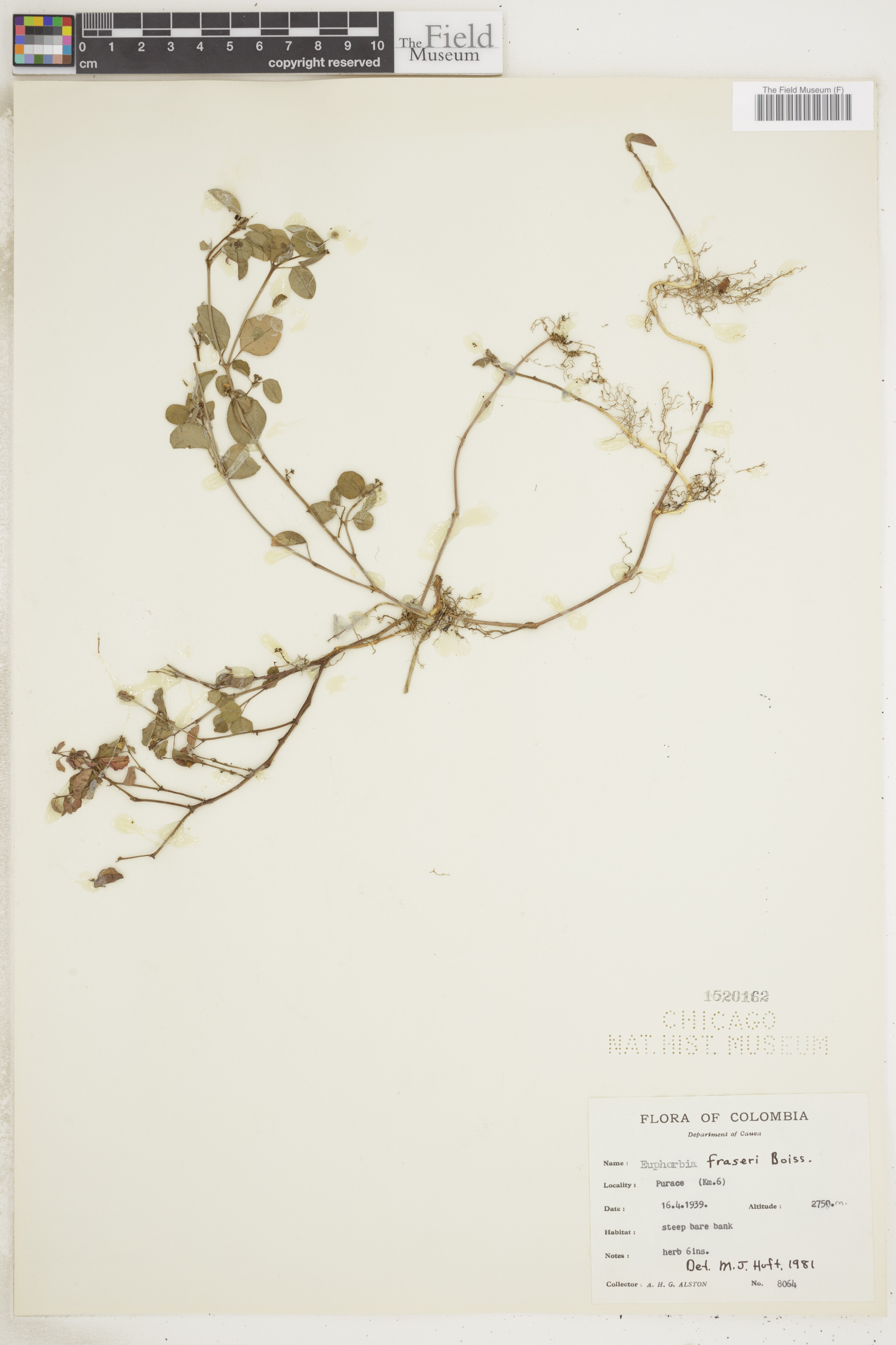 Euphorbia fraseri image