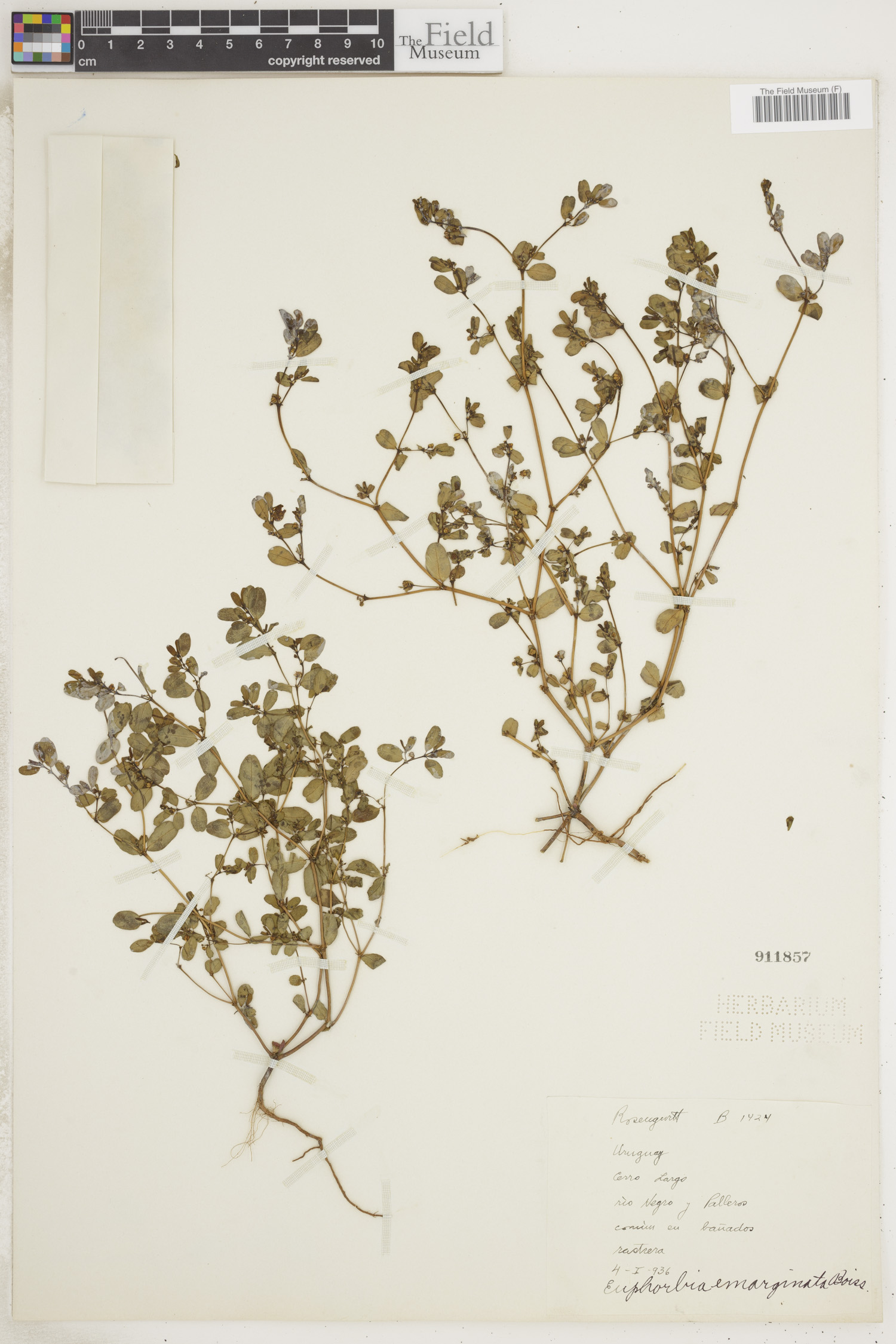 Euphorbia myrtillifolia image