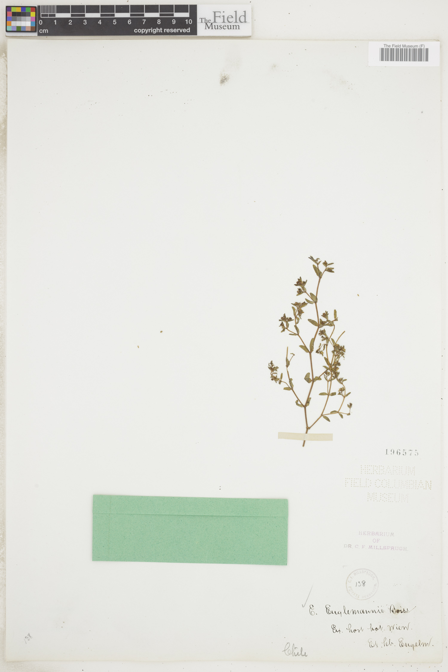 Euphorbia engelmannii image