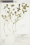 Euphorbia elliptica image