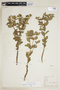 Euphorbia hieronymi image