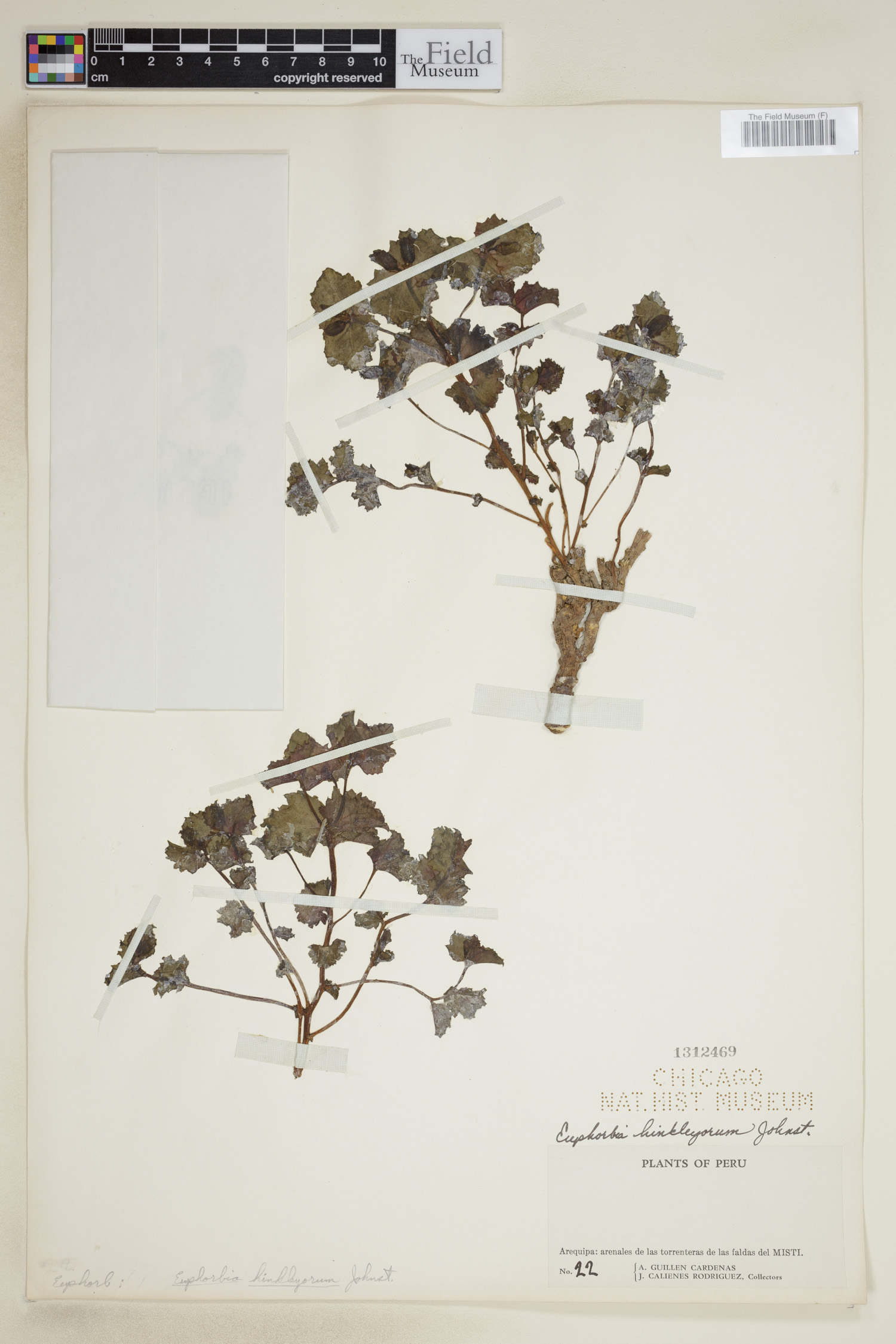 Euphorbia hinkleyorum image