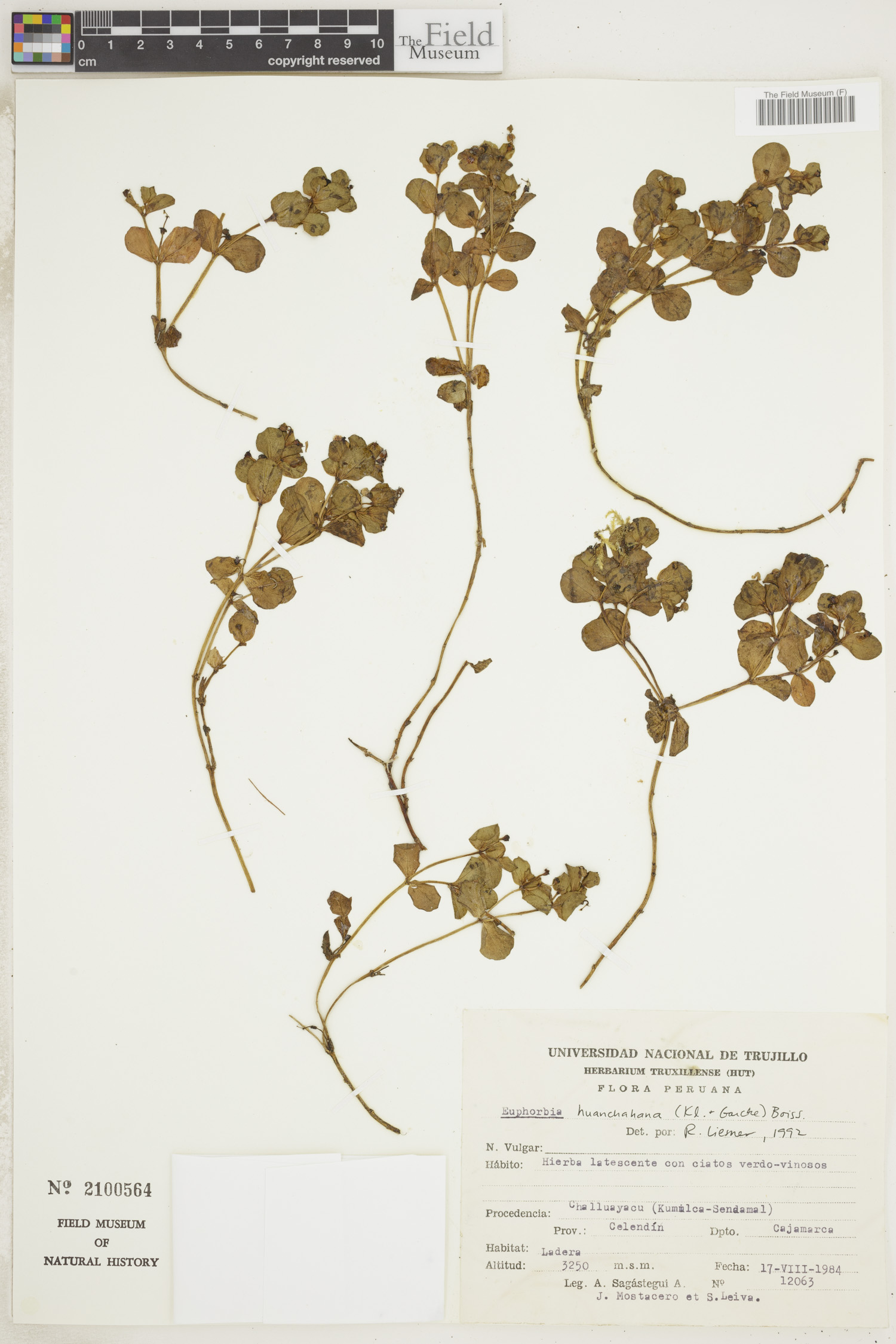 Euphorbia huanchahana image