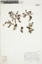 Euphorbia huanchahana image