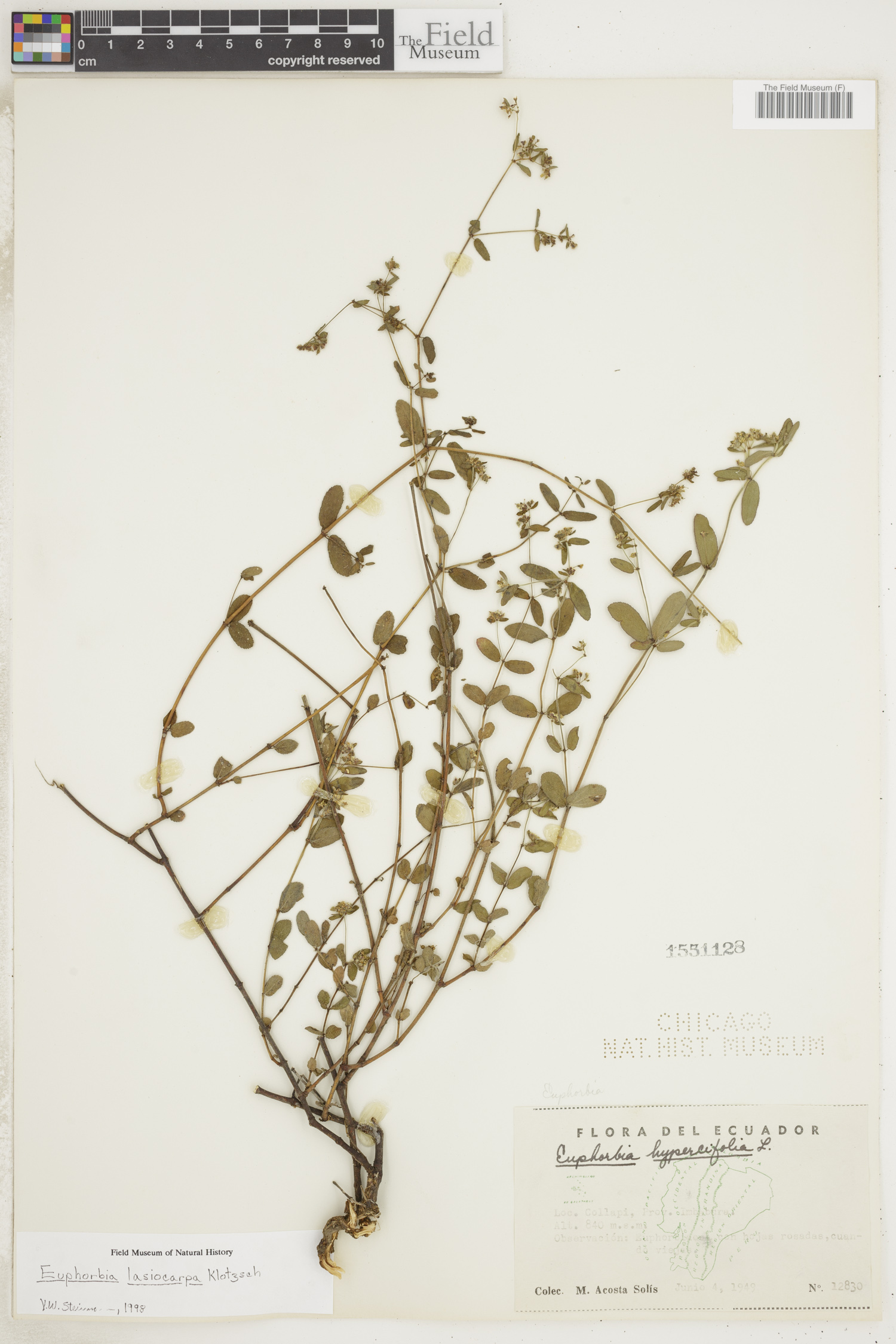 Chamaesyce lasiocarpa image