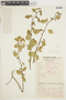 Euphorbia mandoniana image