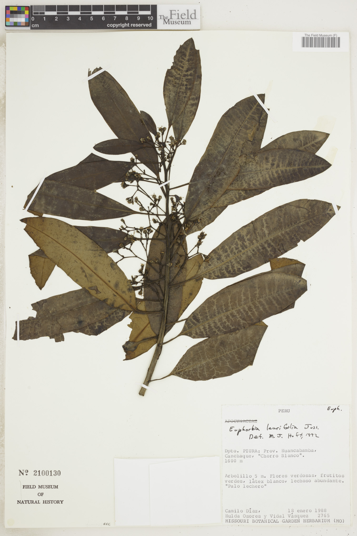 Euphorbia laurifolia image