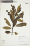 Euphorbia laurifolia image
