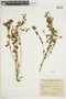 Euphorbia papillosa image