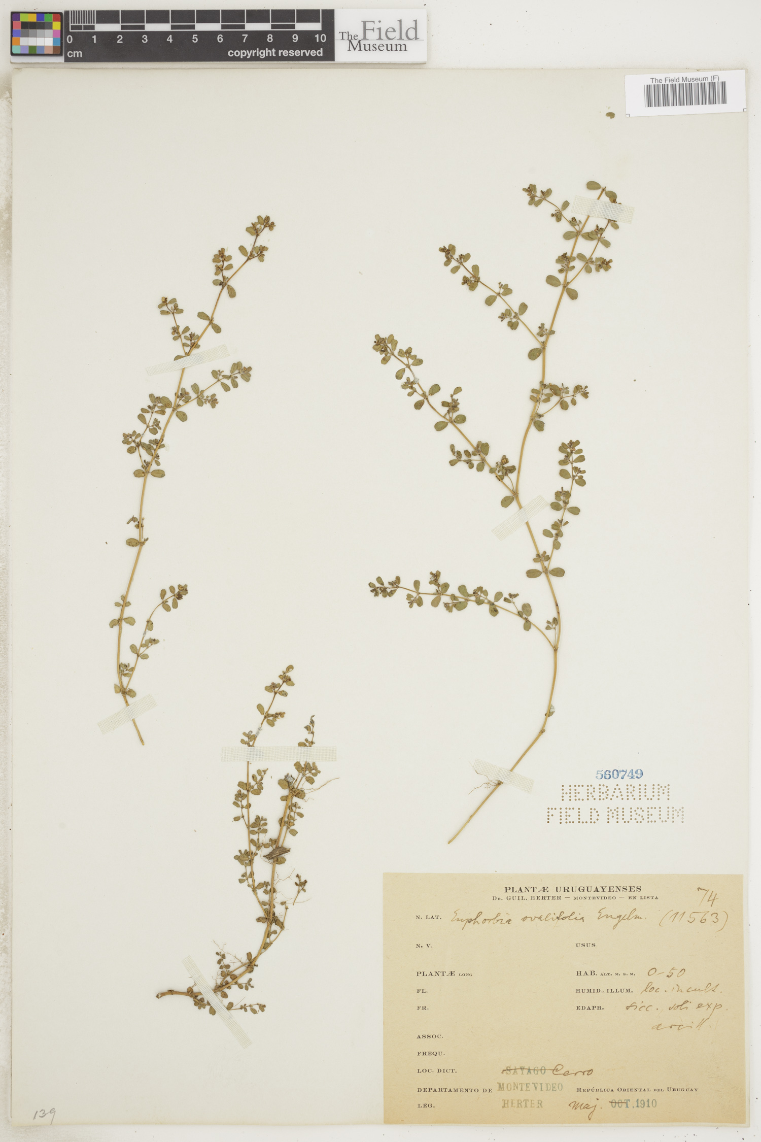 Euphorbia ovalifolia image