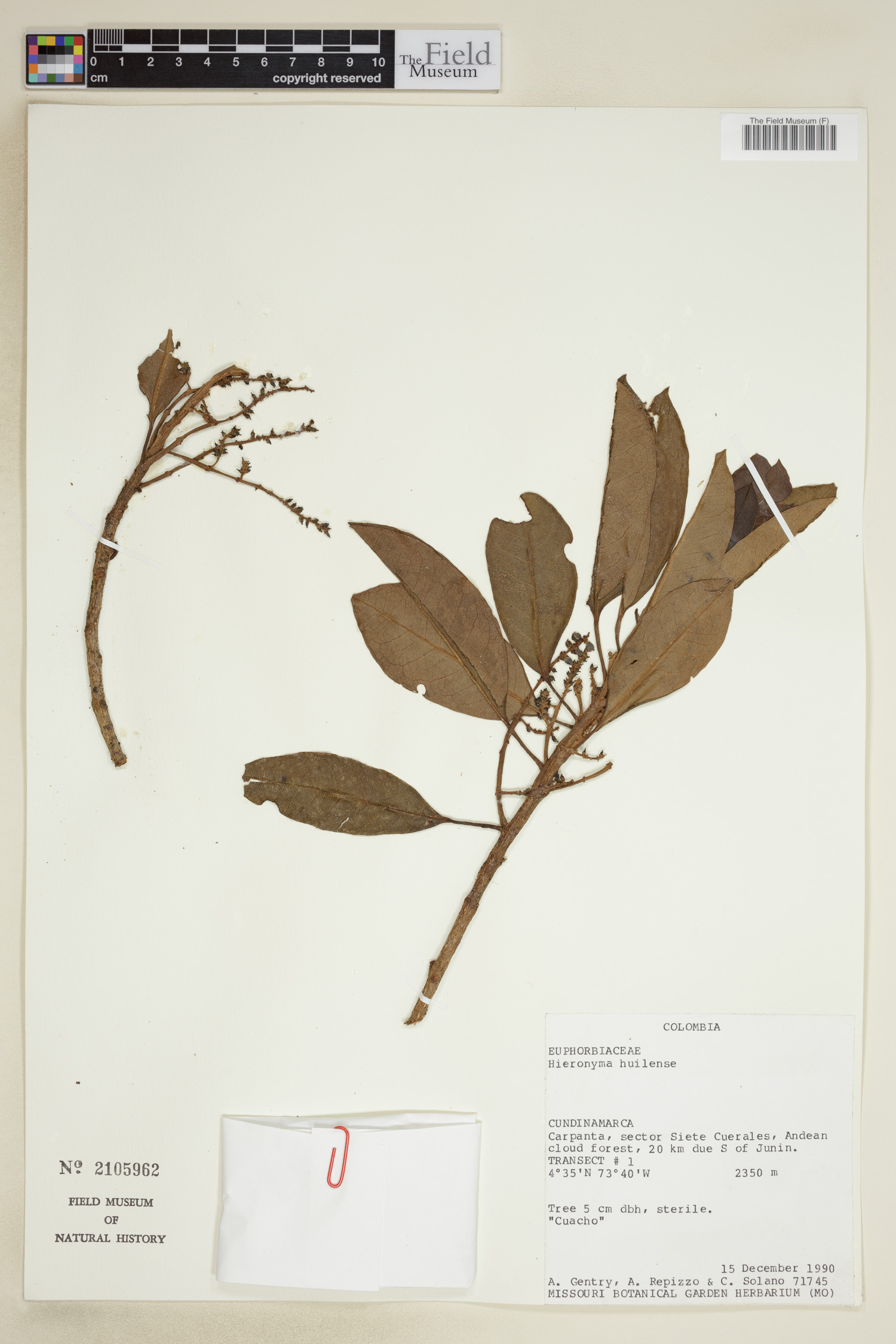 Hieronyma huilensis image