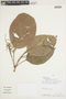 Hieronyma alchorneoides image