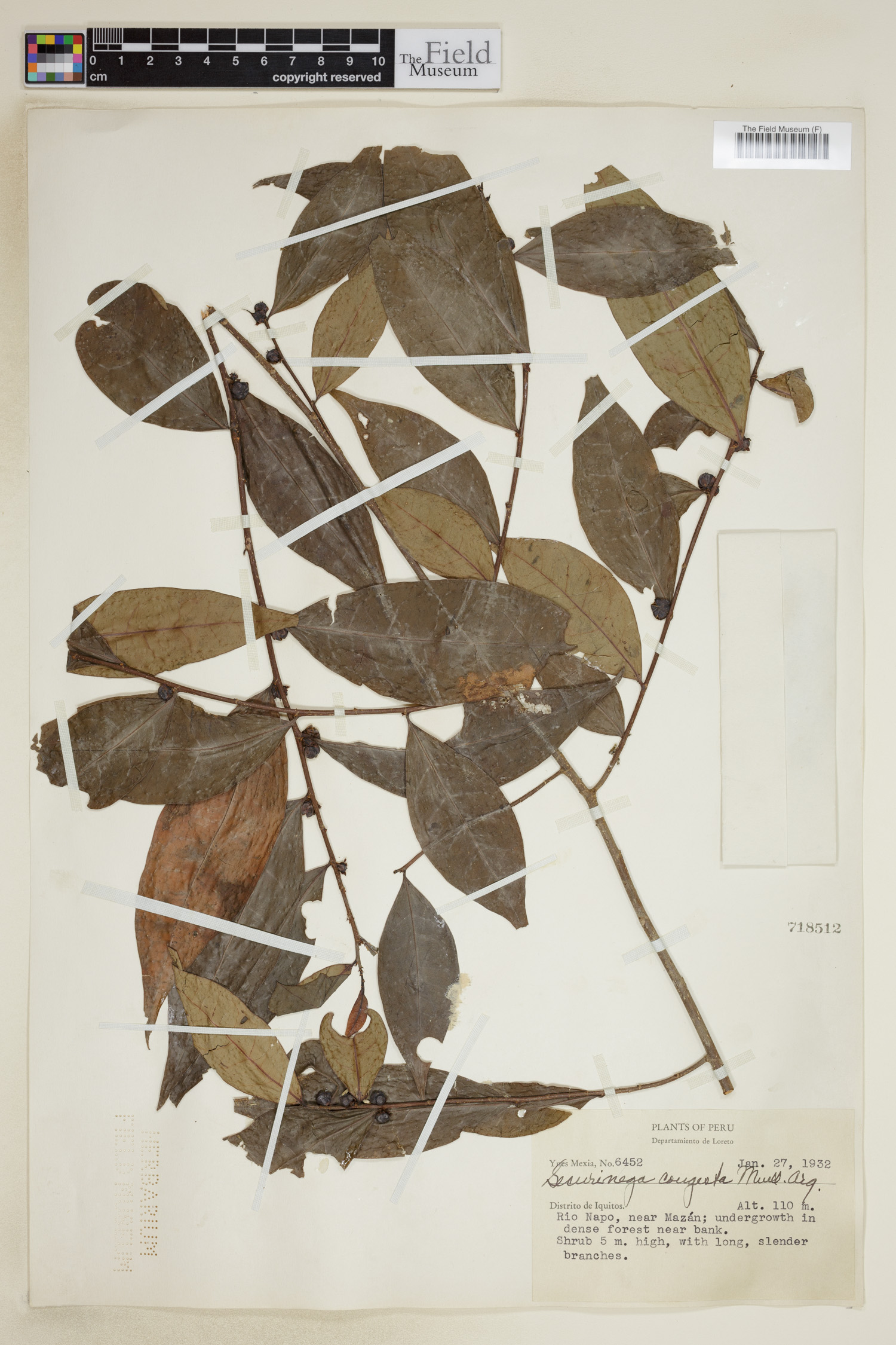 Jablonskia image
