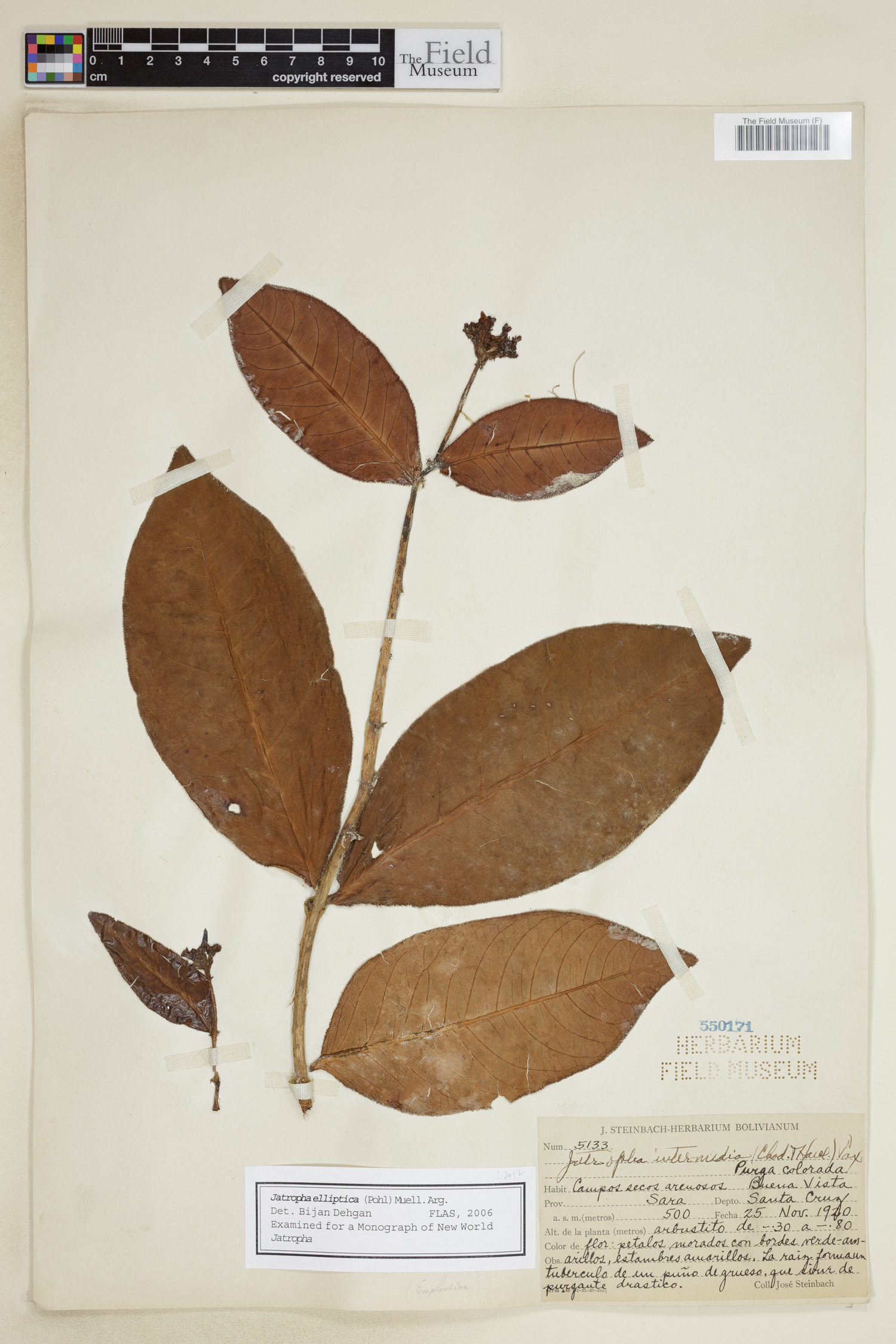 Jatropha elliptica image