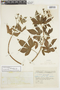Jatropha gossypiifolia var. staphysagrifolia image