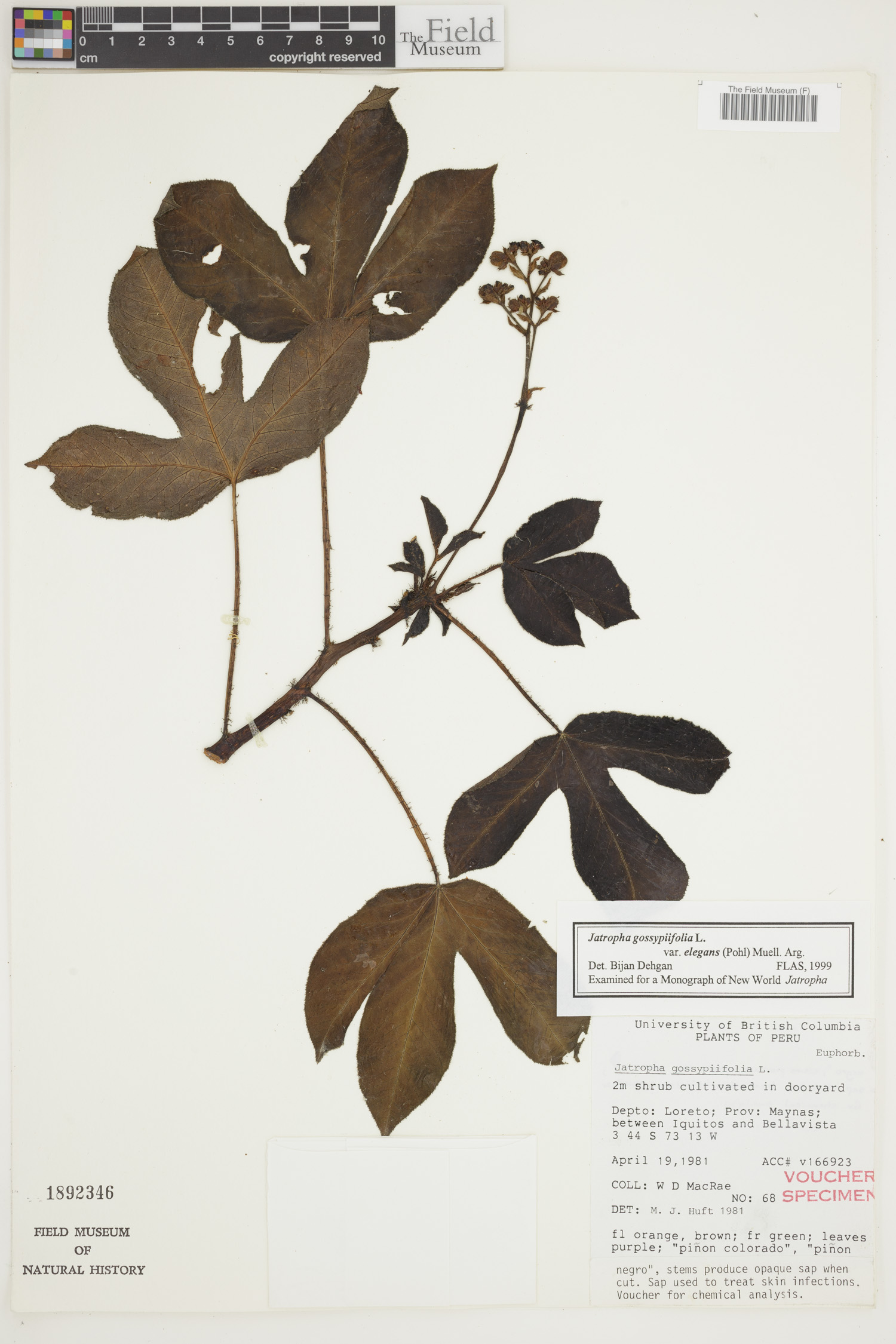 Jatropha gossypiifolia var. gossypiifolia image