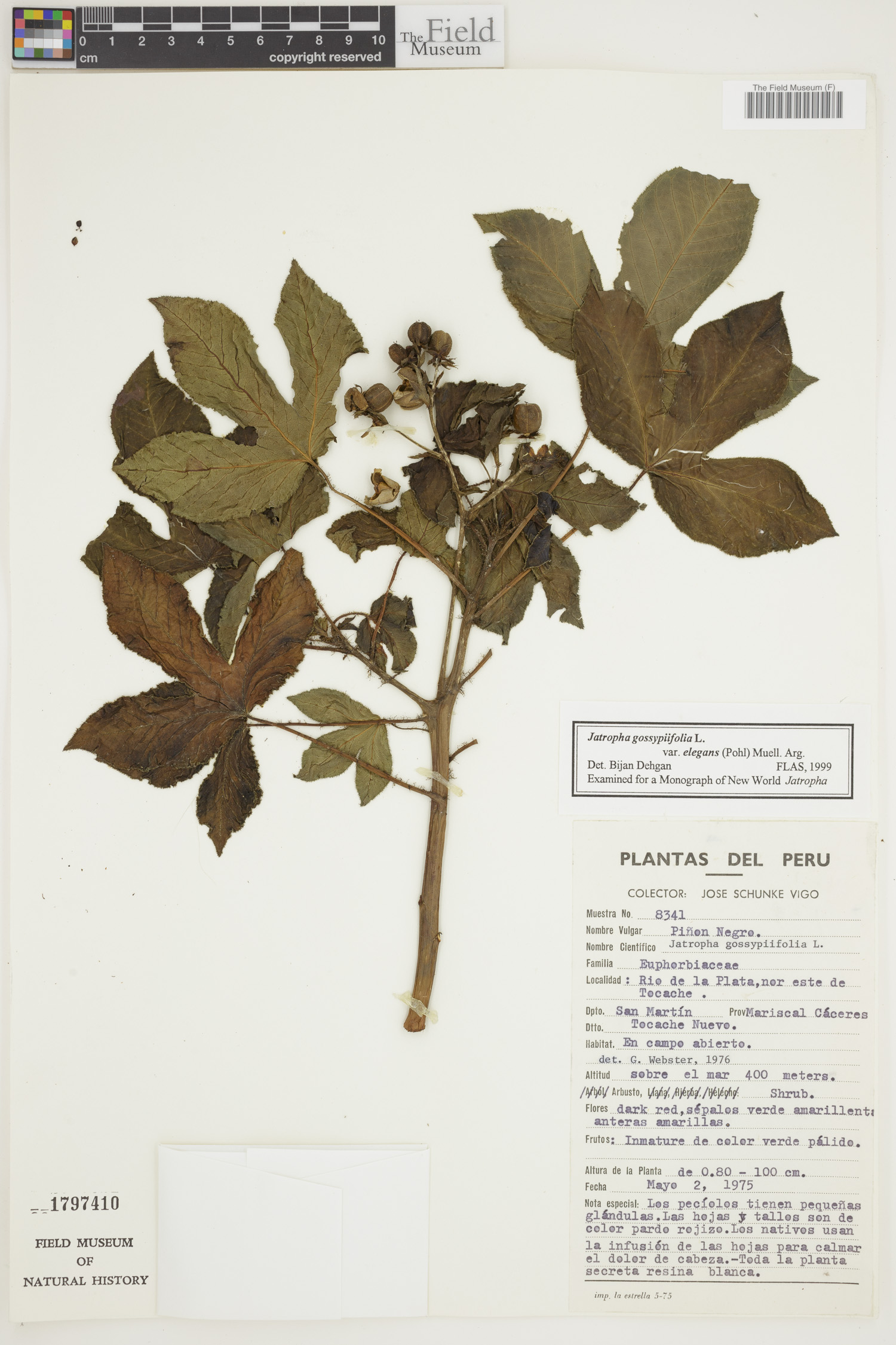 Jatropha gossypiifolia var. gossypiifolia image