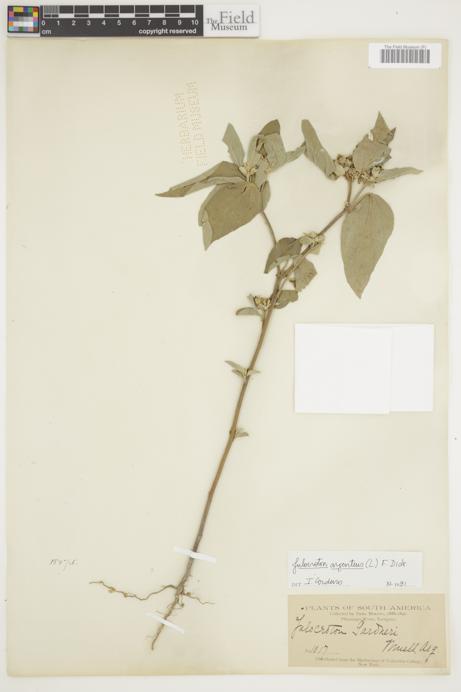 Croton argenteus image
