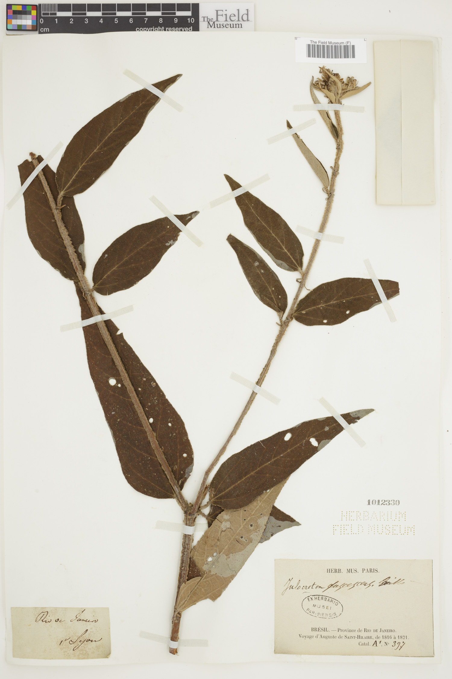 Croton gnaphaloides image