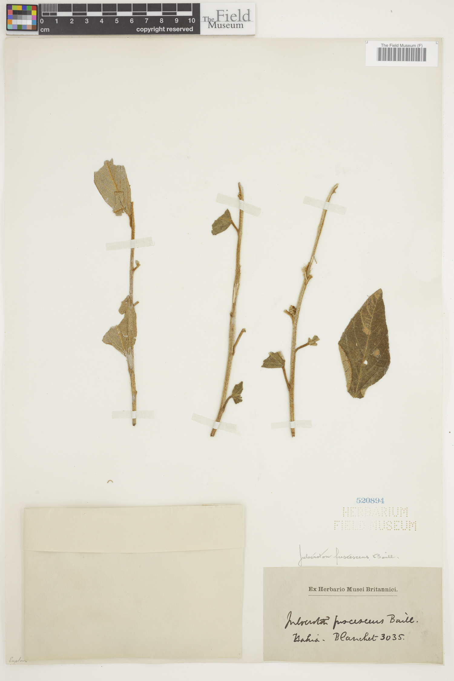 Croton gnaphaloides image