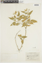 Croton hondensis image