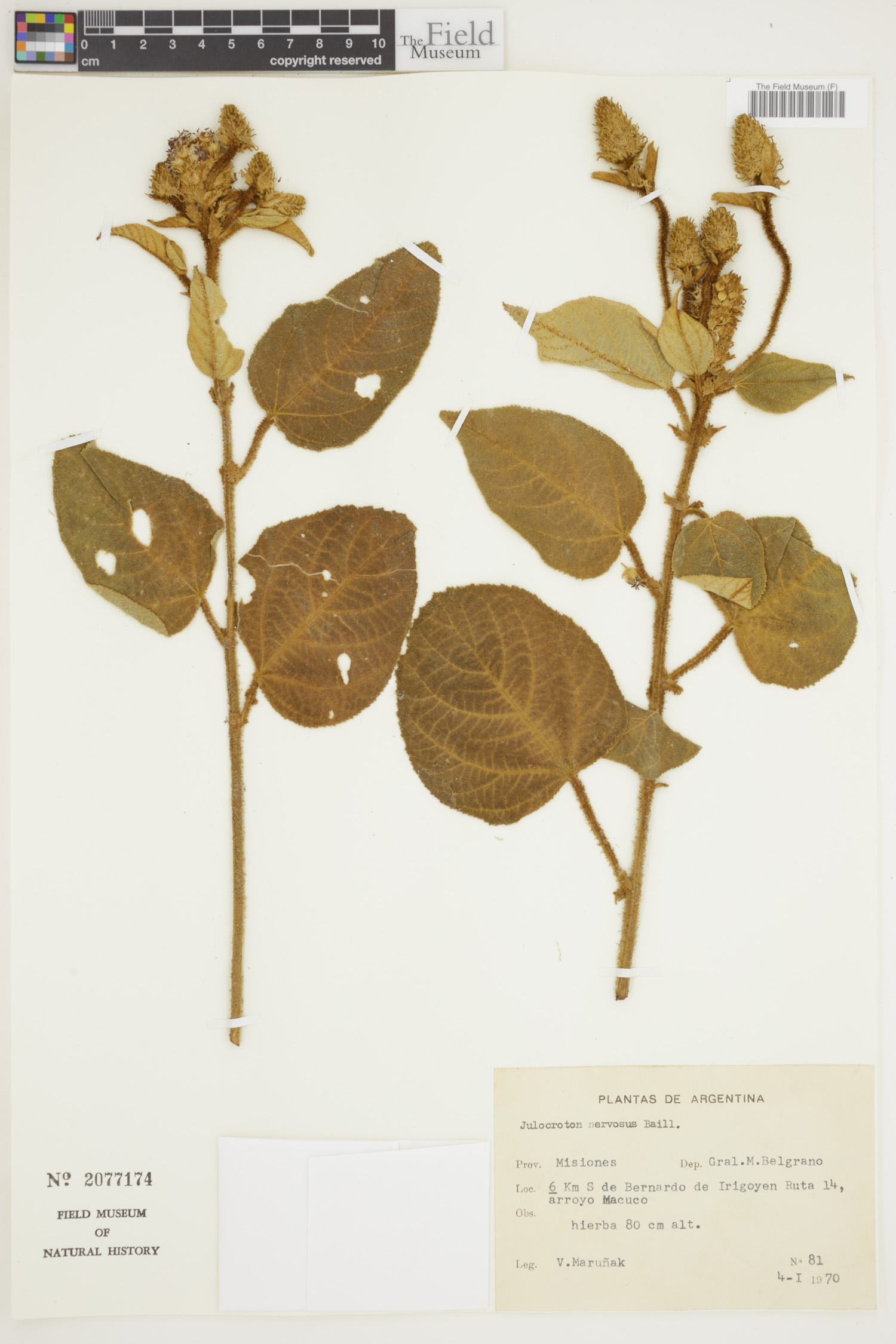 Croton calonervosus image