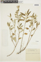 Croton rupestris image