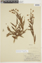 Mabea angustifolia image