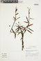 Mabea longifolia image