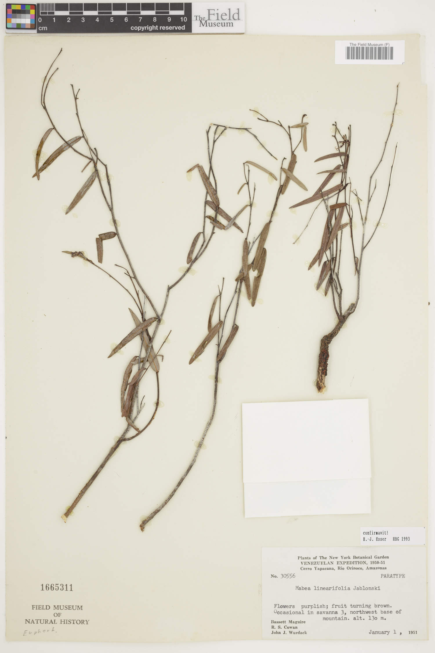 Mabea linearifolia image