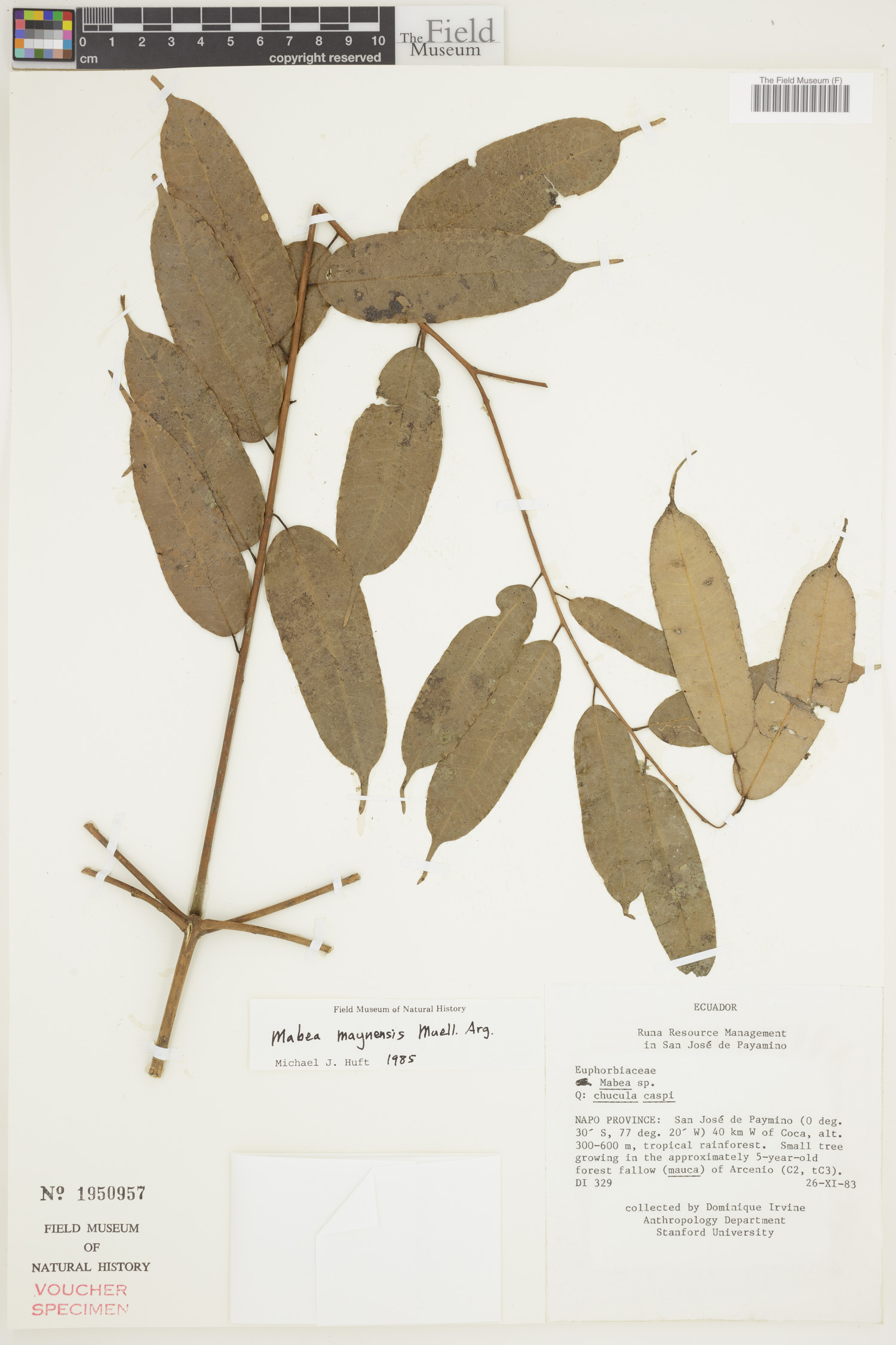 Mabea maynensis image