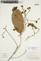 Mabea occidentalis image