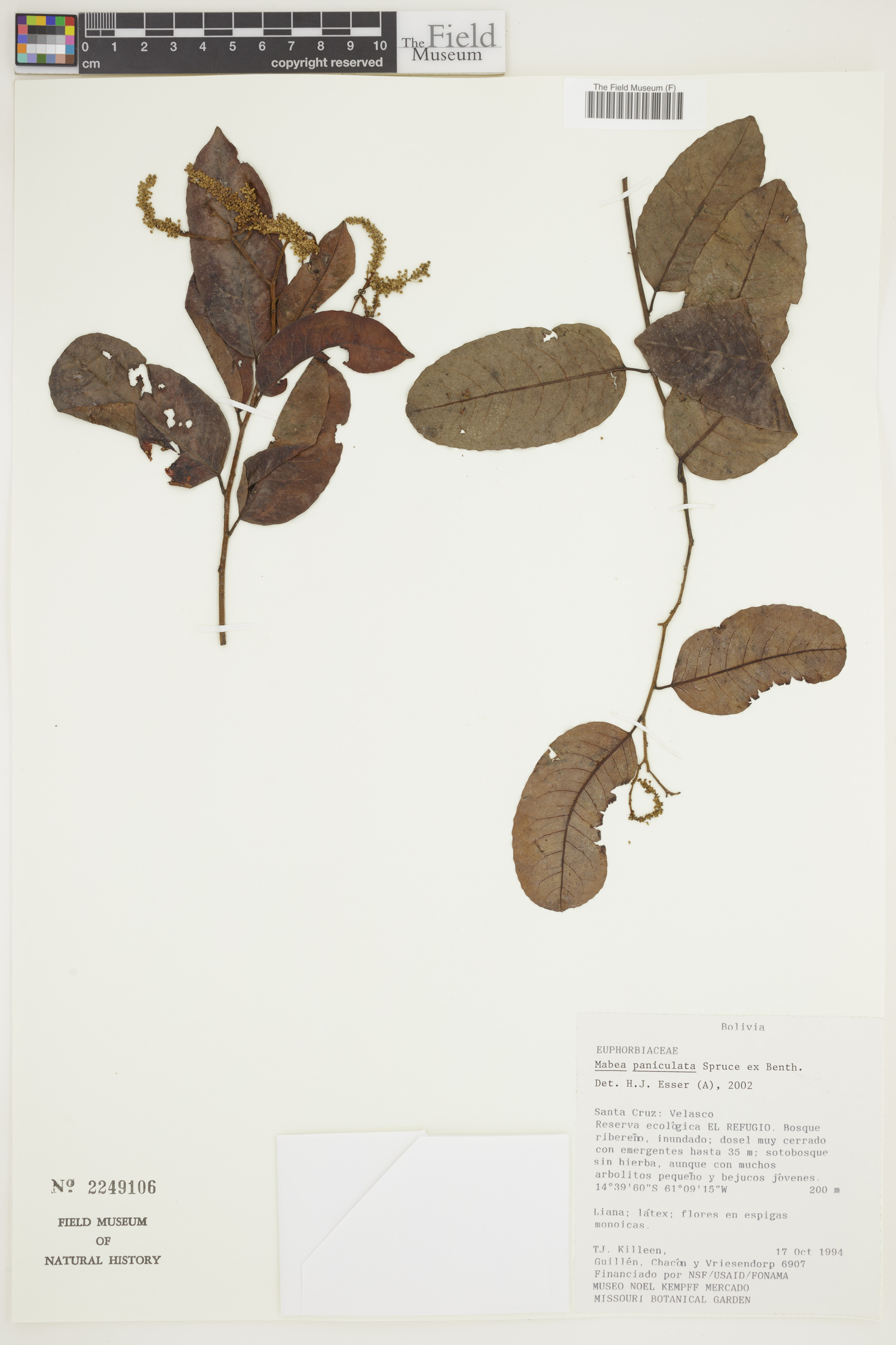 Mabea paniculata image