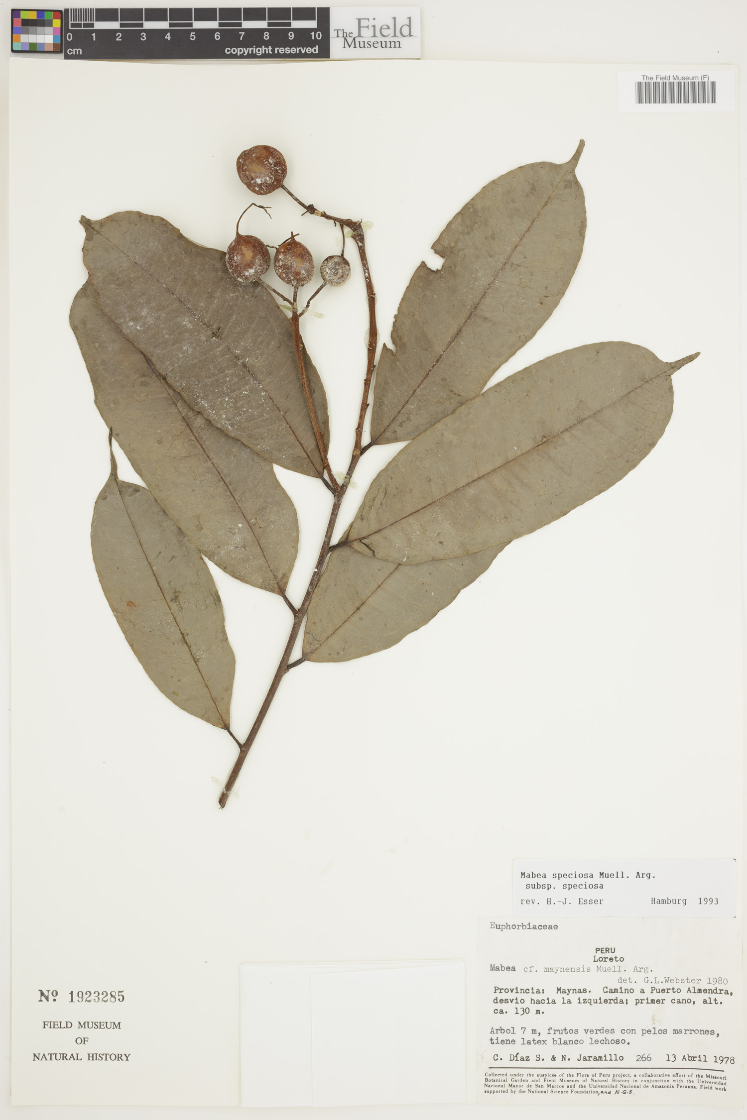 Mabea speciosa image